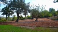 HUERTO_OLIVOS_1